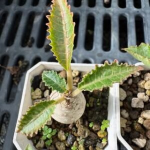Dorstenia Horwoodii Hybrid Variegata Seedling