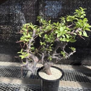 Commiphora rostrata