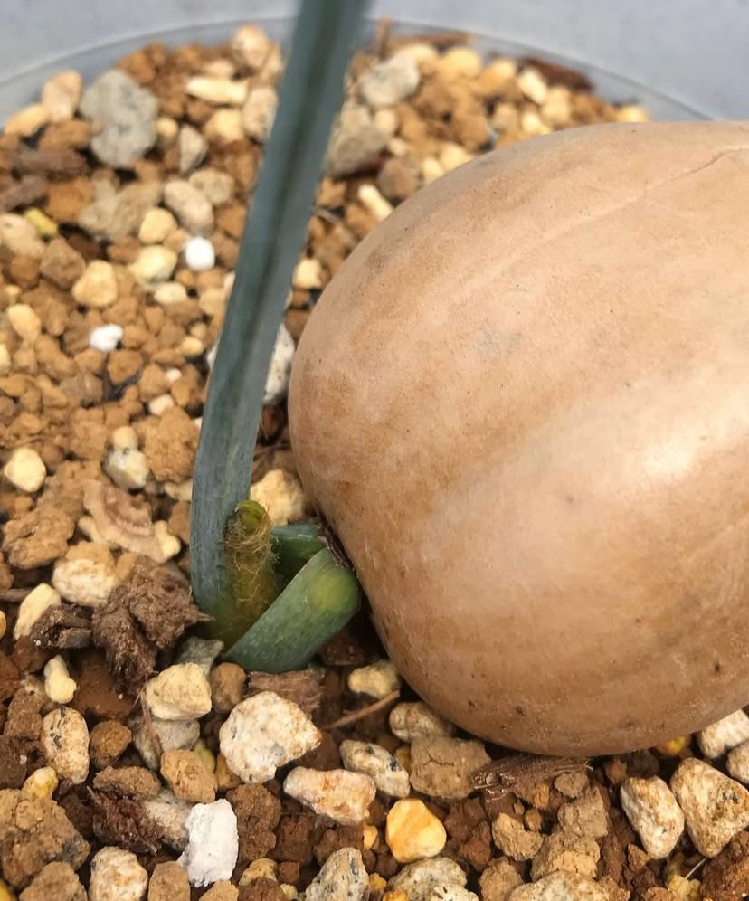 Macrozamia macdonnellii seeds - Image 4