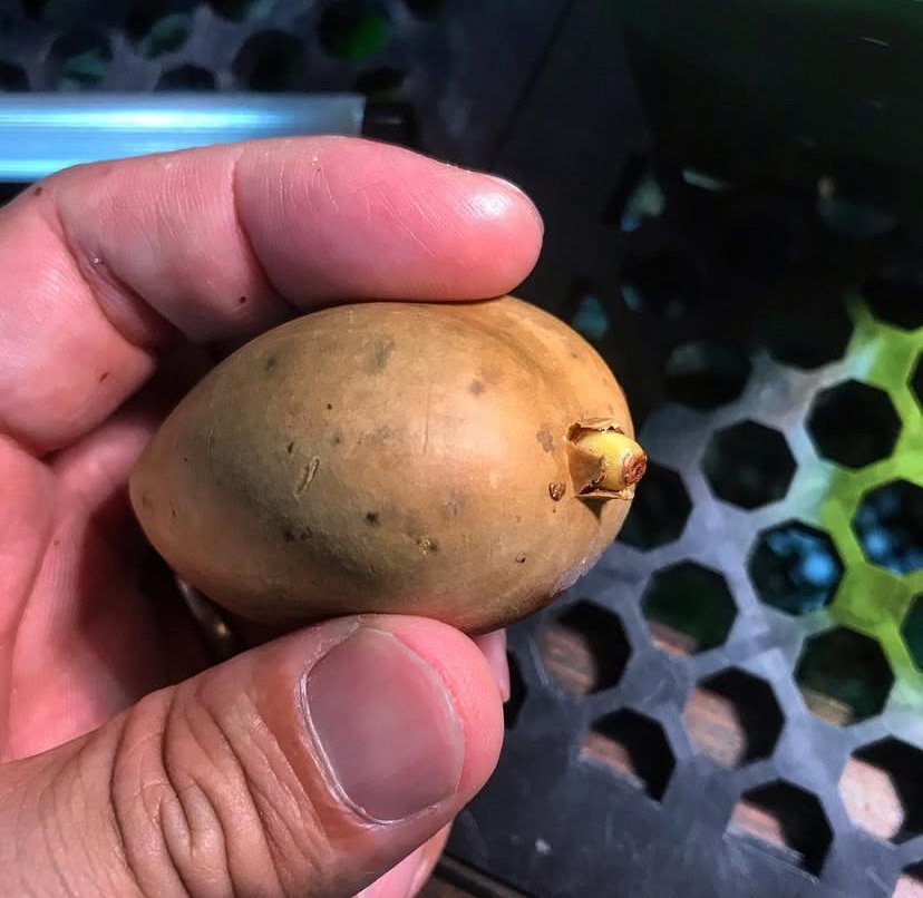 Macrozamia macdonnellii seeds - Image 3