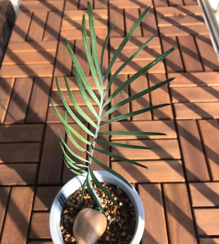 Macrozamia macdonnellii seeds - Image 2