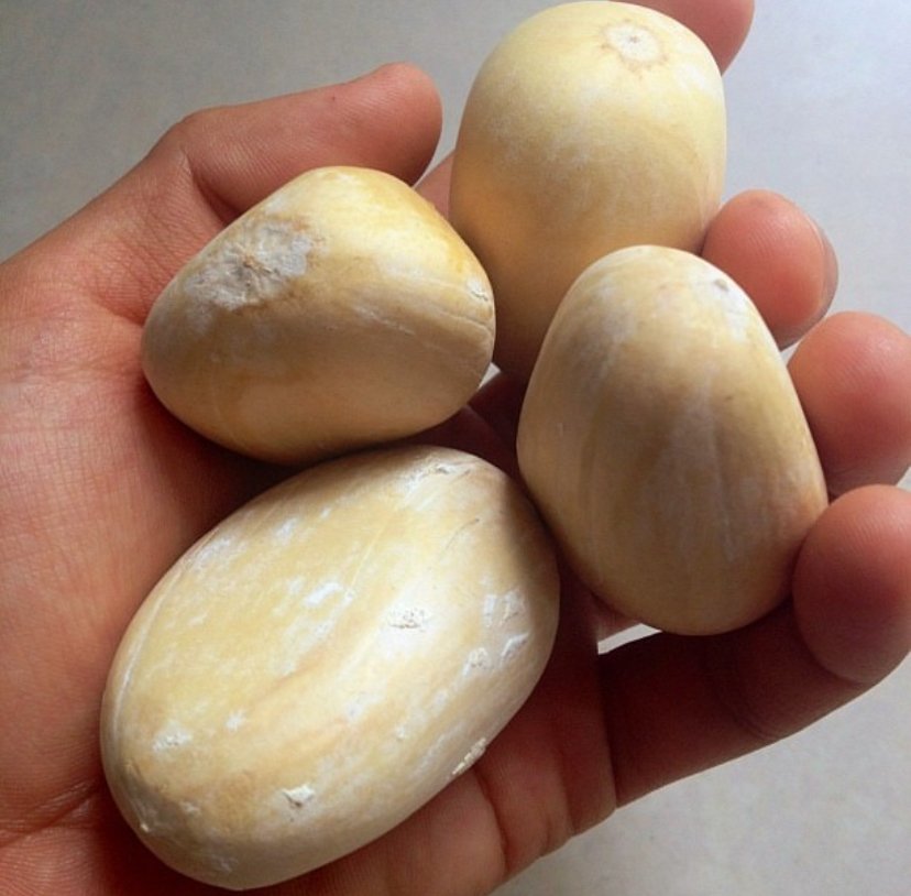 Macrozamia macdonnellii seeds