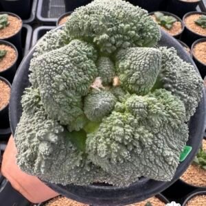 Ariocarpus cauliflower x Godzilla