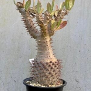 Pachypodium horombense