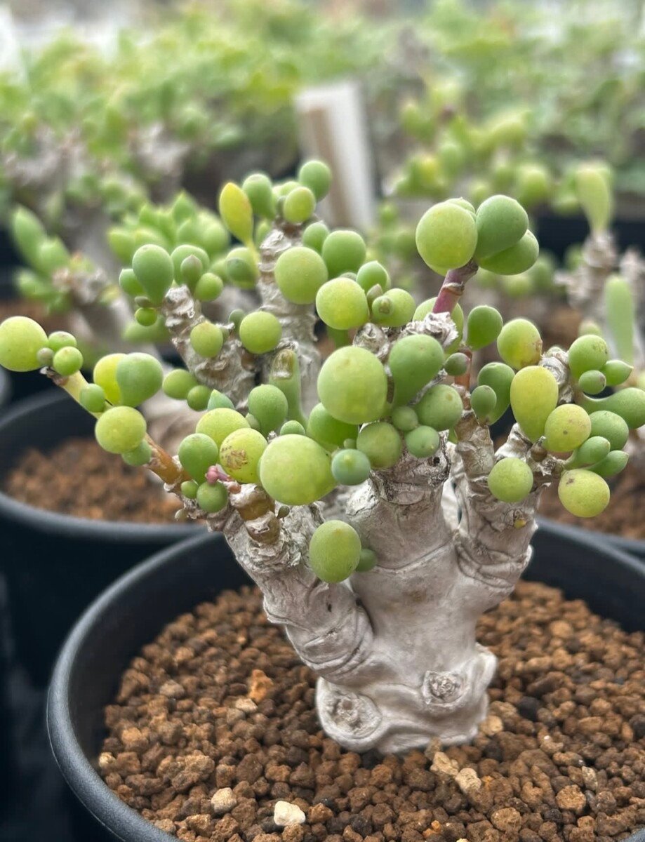 Euphorbia clavifolia - Image 2