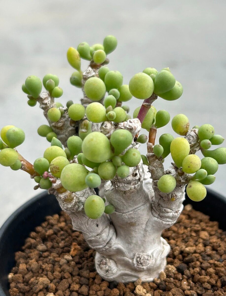 Euphorbia clavifolia - Image 3