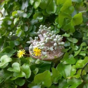 Euphorbia clavifolia