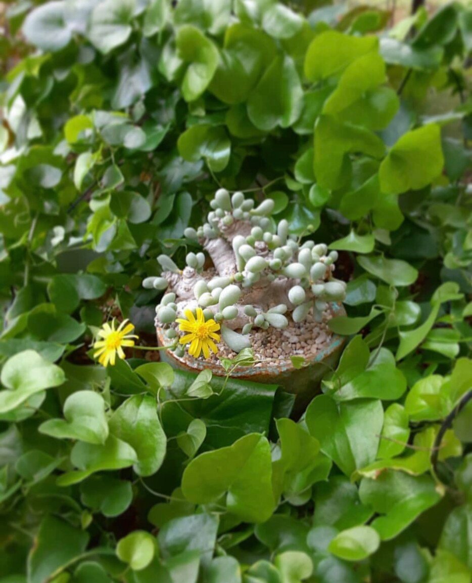 Euphorbia clavifolia