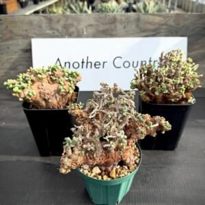 Ceraria pygmaea
