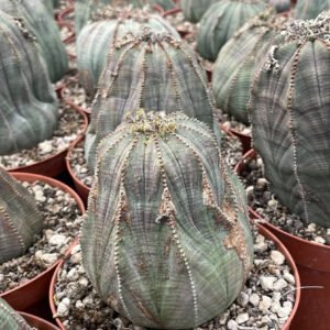 Euphorbia obesa