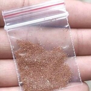 Delopsperma napoliforme seeds