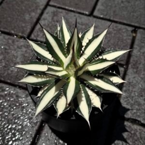 Agave Horrida
