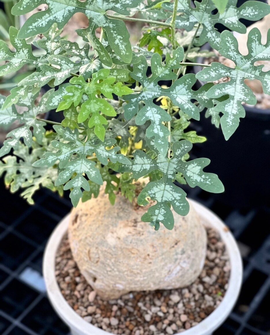 Adenia metamorpha - Image 2