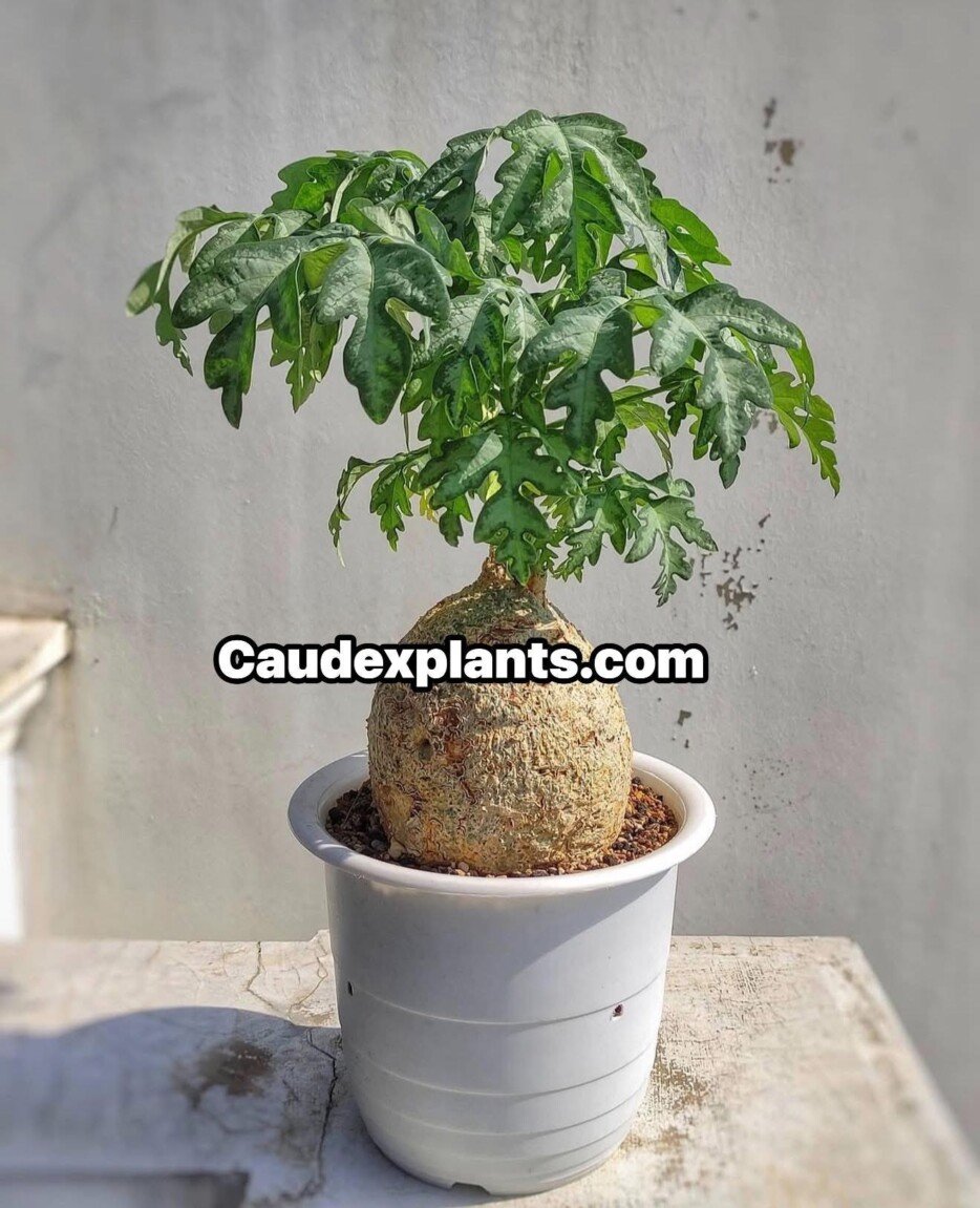 Adenia metamorpha