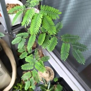 Elephantorrhiza elephamtina