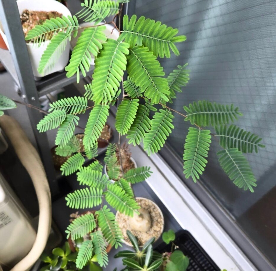 Elephantorrhiza elephamtina