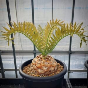 Encephalartos Horridus