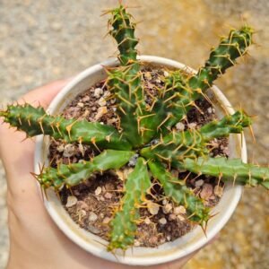 Euphorbia micracantha