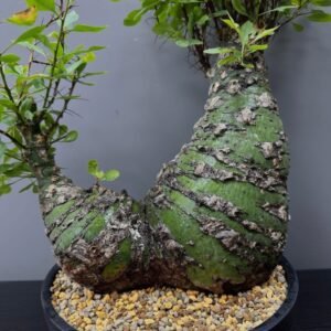 Fouquieria purpusii plant