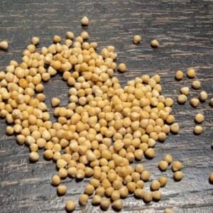 Dorstenia gigas seeds