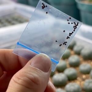Peyote seeds