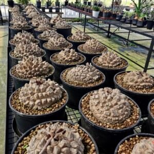Dioscorea Elephantipes