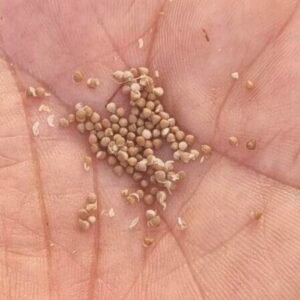 Dorstenia gysophila seeds
