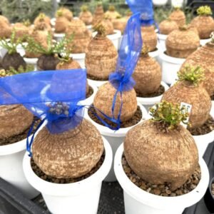 Euphorbia decidua