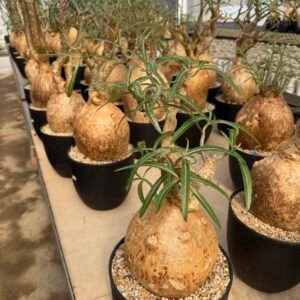 pachypodium bispinosum