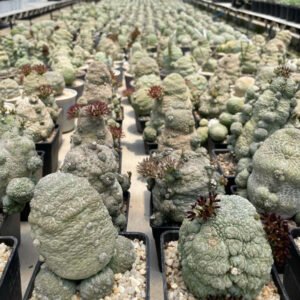 Growth rate for pseudolithos migiurtinus succulents