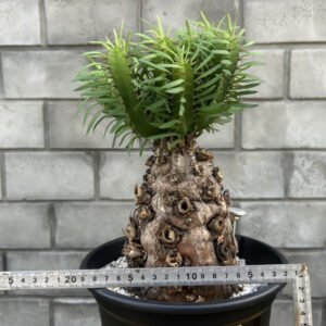 Euphorbia mlangeana