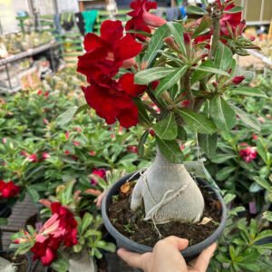 Adenium Obesum(Desert Rose)