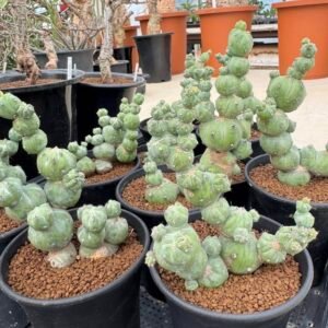 Myrtillocactus geometrizans