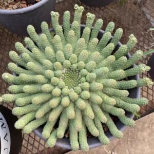 Euphorbia esculenta