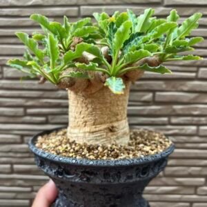 Euphorbia Fishbone