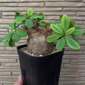 Euphorbia Itremensis