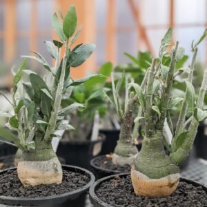 Adenia Pechuelii