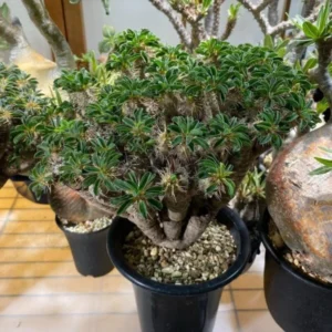 Euphorbia guillauminiana