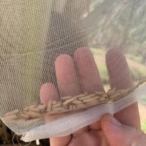 Adenium Sp Nova Seeds