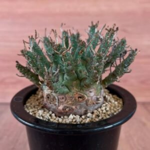 Euphorbia Decepta