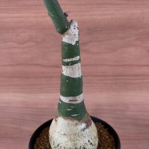 Adenia glauca