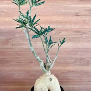 Adenium Somalense