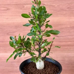 Fouquieria Fasciculata