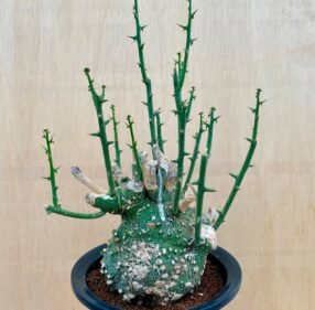 Adenia globosa
