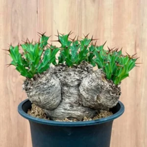 Euphorbia Clavigera