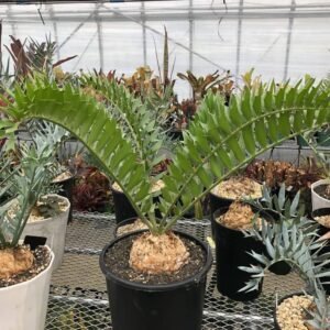Encephalartos Latifrons