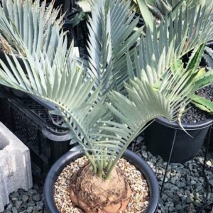 Encephalartos Lehmannii