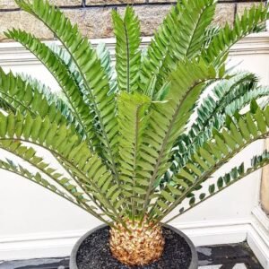 Encephalartos heenanii