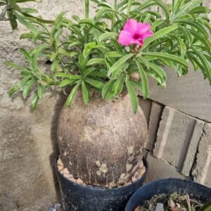 Adenium Swazicum