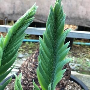 Encephalartos Munchii